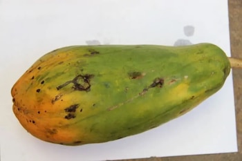 Los síntomas van desde manchas