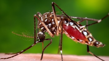 Cáncer, mosquitos y agua contaminada: así es la vida junto a la presa que recibe las aguas negras de CDMX