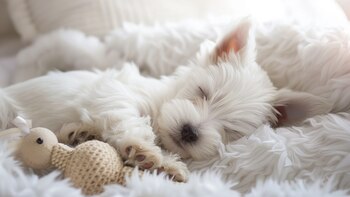 El estrés y la falta de estimulación mental o física influyen en el comportamiento inquieto de los perros al dormir (Imagen Ilustrativa Infobae)