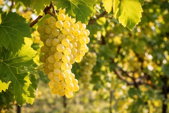 Un racimo grande de uvas Chardonnay de color amarillo verdoso cuelga de una rama de parra con hojas verdes vibrantes iluminadas por el sol.