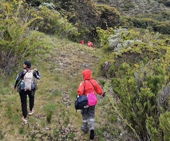El senderista Reinaldo Pineda Lizano, de 58 años, fue hallado con vida tras más de 50 horas de búsqueda en el sector de Las Morrenas, en el Parque Nacional Chirripó (Cortesía: Cruz Roja Costarricense).
