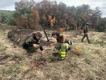 Agentes forestales de Madrid investigando