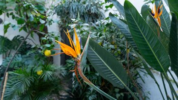 La vegetación y la pasión