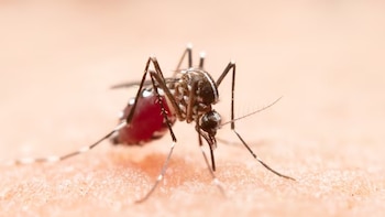 Dengue en el Magdalena: Santa Marta concentra más de un tercio de los registros de 2026