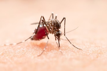 Un mosquito con franjas blancas y negras en las patas y el abdomen abultado de sangre sobre la piel humana