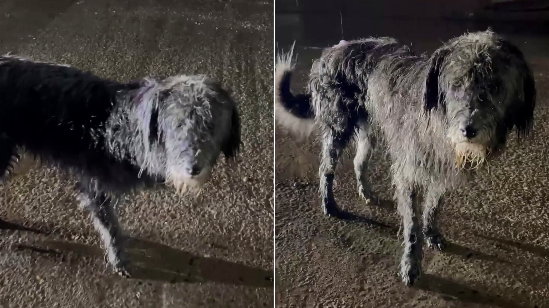 Internautas expresan tristeza y piden ayuda para los perritos en Culiacán; una usuaria fuera del estado clama por un hogar temporal o definitivo para ellos. (Instagram/@fundacion.laika)