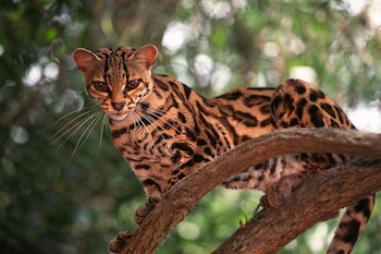Un felino silvestre de pelaje manchado y ojos grandes mira hacia al frente desde la rama de un árbol