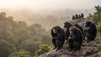 Los animales también se preparan para la guerra y sus conductas son muy similares a las humanas, afirma un estudio