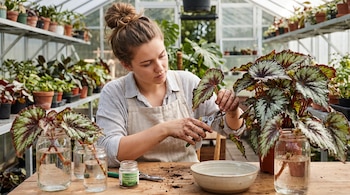 Una mujer con delantal y manos con tierra usa tijeras de podar en un esqueje de planta. Hay frascos con esquejes en agua y macetas en un invernadero.