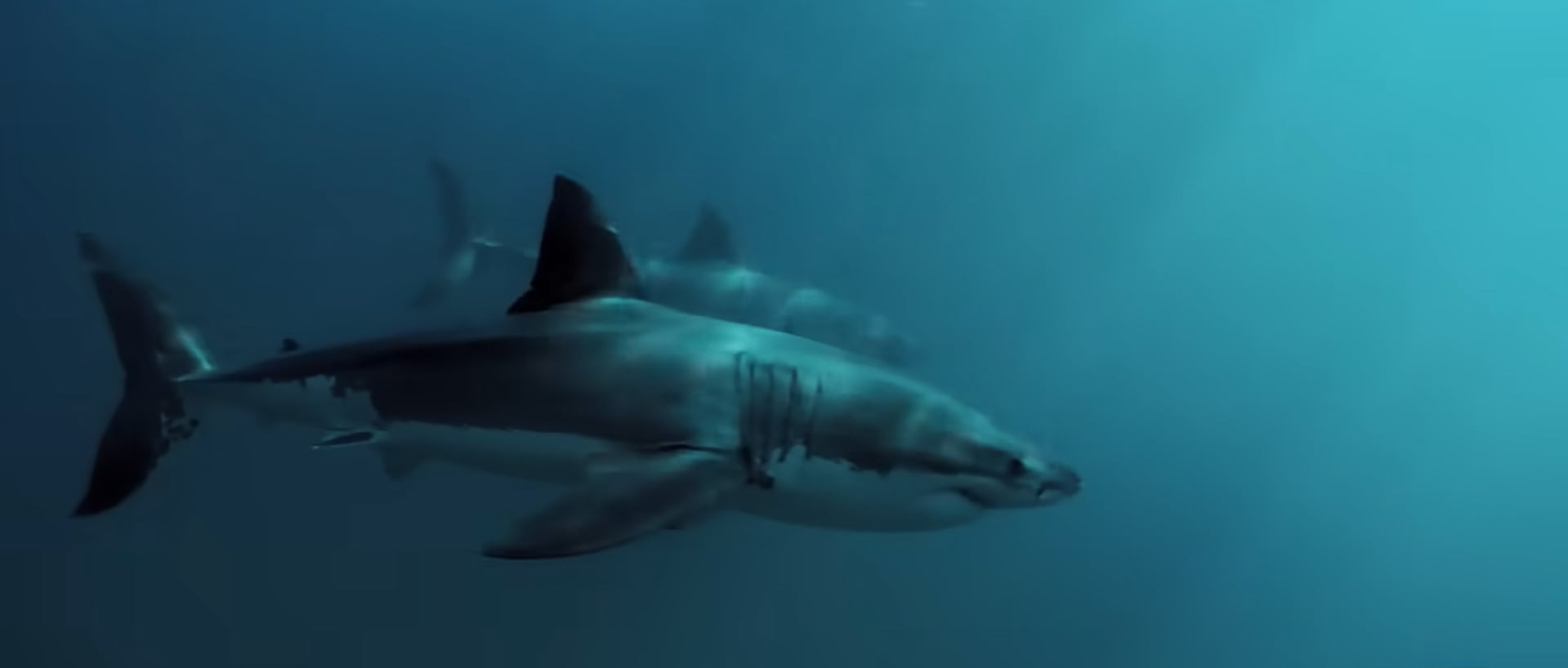 Los especialistas citados por National Geographic sostienen que el aumento de mordeduras no prueba una explosión de tiburones, sino una mayor coincidencia entre depredadores, presas y actividad humana (Captura National Geographic)