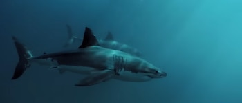 Dos tiburones blancos nadan bajo el agua. Uno en primer plano tiene el lomo oscuro y el vientre blanco, con luz filtrándose desde arriba