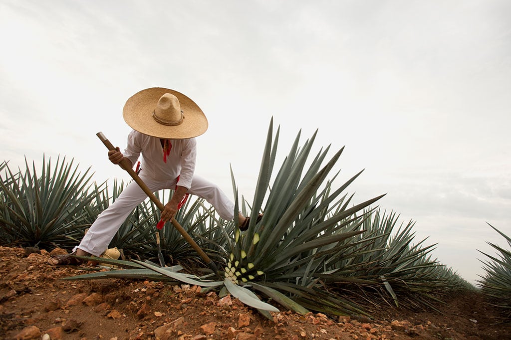 Jimador cortando agave en Tequila, Jalisco. (SECTUR)
