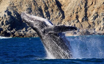 Una ballena jorobada (REUTERS/Carlos Perez