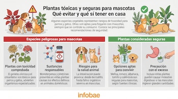 Infografía con ilustraciones de perros y gatos junto a plantas clasificadas como tóxicas (geranio, crisantemo) y seguras (melisa, romero, albahaca).