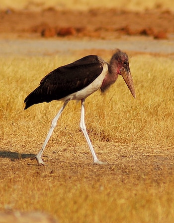 Cigüeña marabú, ave africana reconocida