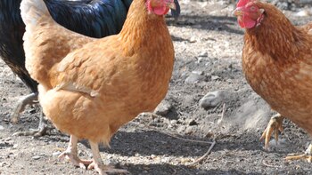 Argentina retoma el comercio de