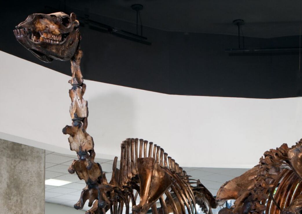 Fósil de Camelops expuesto en el Museo de los Pozos de Brea de La Brea, donde se recrea la presencia de la megafauna y el entorno de la Edad de Hielo en California (@thelabreatarpits)