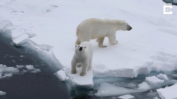 01/03/2021 Este osezno defiende a