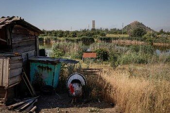 Un pavo, que fue liberado