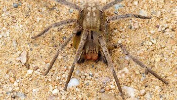 Investigan un veneno de araña