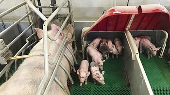 Porcicultores franceses y españoles han