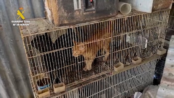 Gatos maltratados (Guardia Civil)