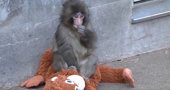 La presencia de objetos sustitutos