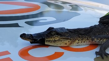 Encuentran a un cocodrilo en