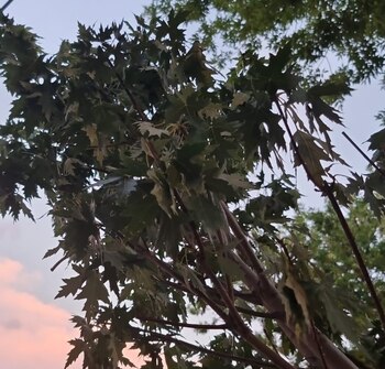 Así estaba el árbol cuando