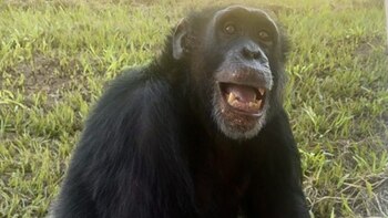 Radican ley que prohíbe cautiverio