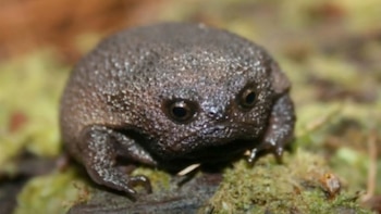 La vida subterránea es clave