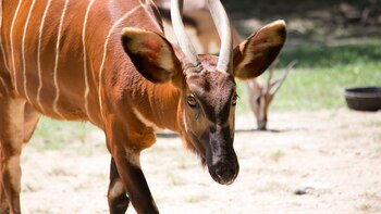 Estos animales serán alojados temporalmente