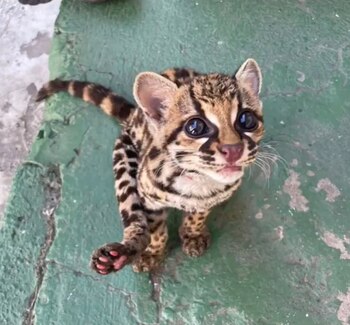 La intervención policial evitó que