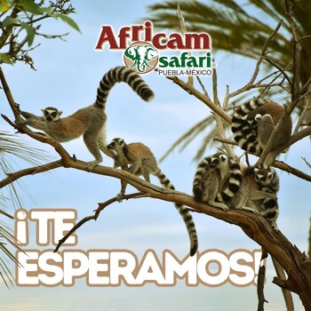 La fascinante historia de Carlos