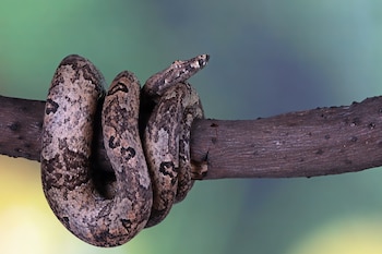 Una serpiente en la rama