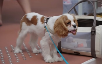 Ash, la mascota de Sabalenka (Captura de video)