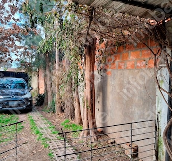 Invasión de ramas, grietas en un tapial y un juicio entre vecinos: la Justicia obliga a una mujer a podar árboles y plantas