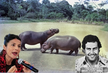 Desde México expresaron que el Gobierno nacional mostró su desinterés en el caso de los hipopotamos de Pablo Escobar - crédito EFE/Colprensa/ Édgar 'El Chino' Jiménez