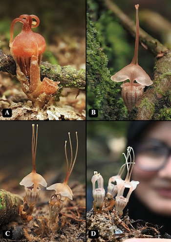 Thismia selangorensis representa una incorporación