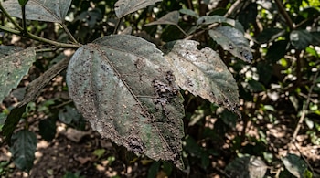 Primer plano de hojas verdes cubiertas de partículas de tierra seca, polvo y manchas oscuras de melaza.