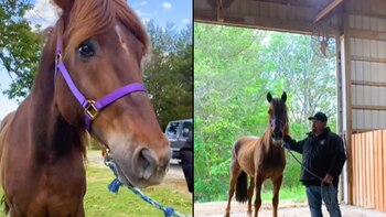 Bernard fue utilizado durante años