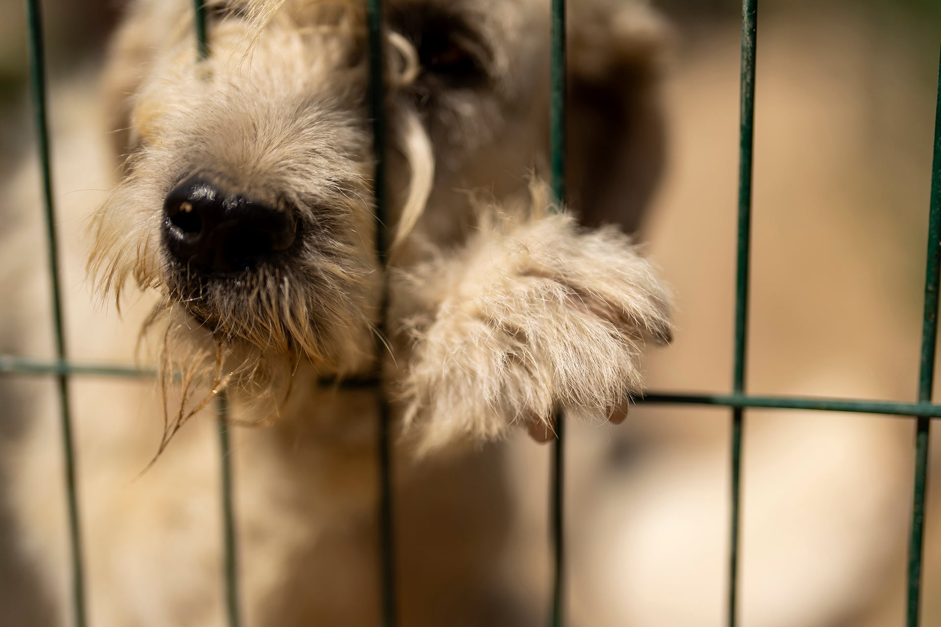 Una familia de una vereda de Santa Rosa de Osos denunció el presunto envenenamiento de nueve perros rescatados de la calle y del maltrato - crédito Francisco Seco/AP Photo