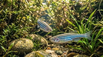 Dos peces cebra con rayas azules y plateadas nadan entre plantas acuáticas verdes y rocas cubiertas de musgo.
