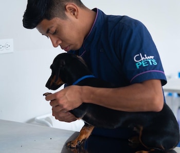 Durante 2026, Chivo Pet suma 500,000 consultas y mantiene un promedio de 200 a 300 atenciones diarias solo en emergencias. (Foto cortesía Chivo Pet)