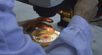 Laboratorio. Análisis de semillas de sorgo