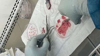 A nivel global, se han