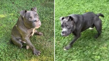 El canino fue diagnosticado con