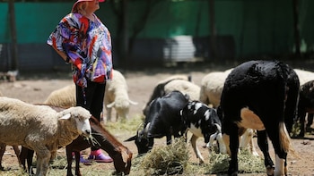 Es el primer santuario interespecie del país, alberga a más de 850 animales y necesita ayuda para subsistir