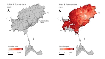 Mapas de la expansión de la culebra de herradura. (Guillem Casbas, Marc Vez-Garzón y Oriol Lapiedra/CREAF)