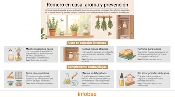 Infografía con ilustraciones de plantas de romero, difusores, armarios y recipientes, dividida en secciones explicativas con texto.
